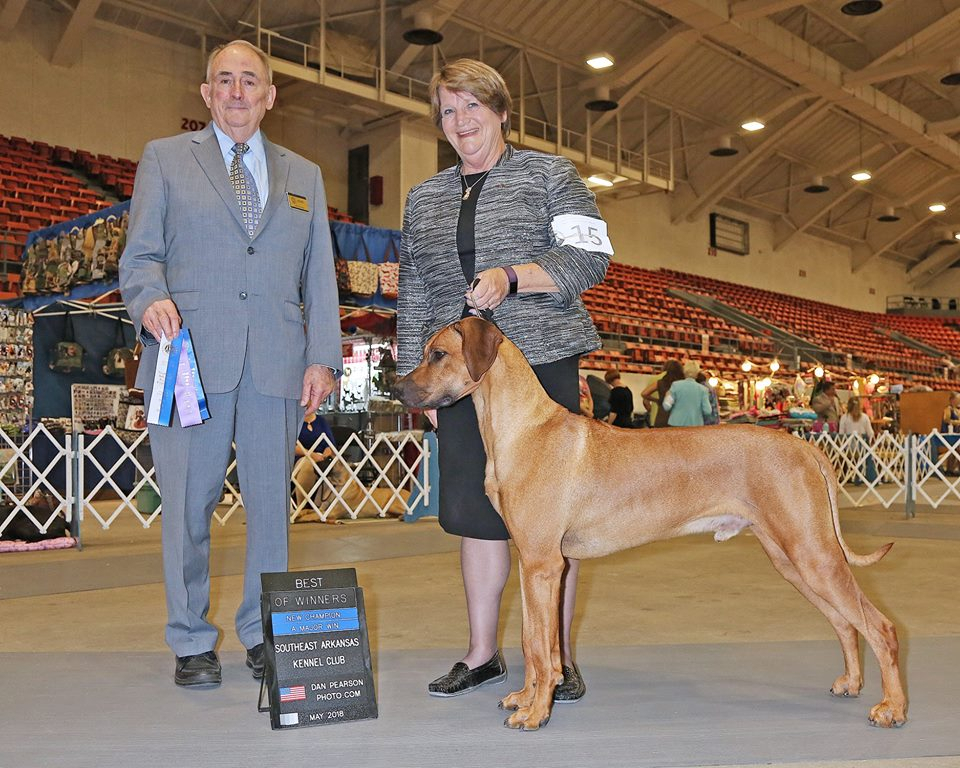 Rhodesian Ridgeback VEGAS BEST DI MAGIJA фото№1