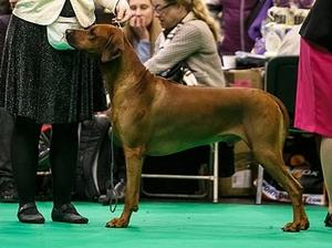 Rhodesian Ridgeback MAANHAAR PRIMO-CREATUS FATEFUL BENJAMIN фото№2
