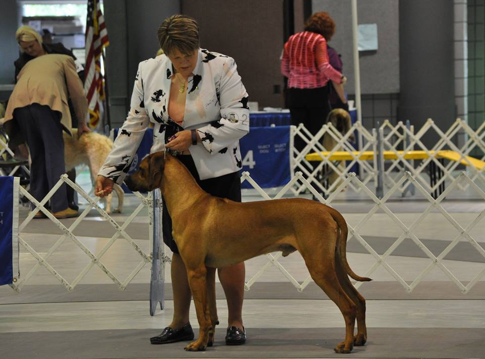Rhodesian Ridgeback VEGAS BEST DI MAGIJA фото№2