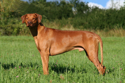 Rhodesian Ridgeback  AFRICAN BHANU  ZULU HILLVALLEY‘S   фото№2