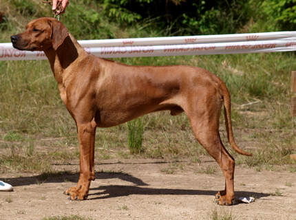 Rhodesian Ridgeback  AIDEN JIM BAWEAN‘S  фото№2