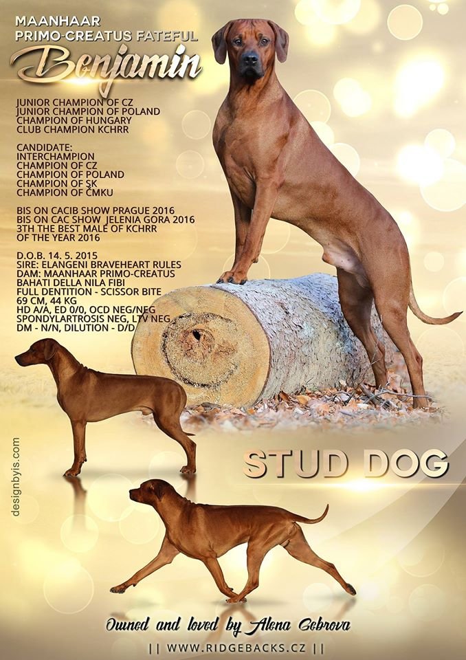 Rhodesian Ridgeback MAANHAAR PRIMO-CREATUS FATEFUL BENJAMIN фото№1
