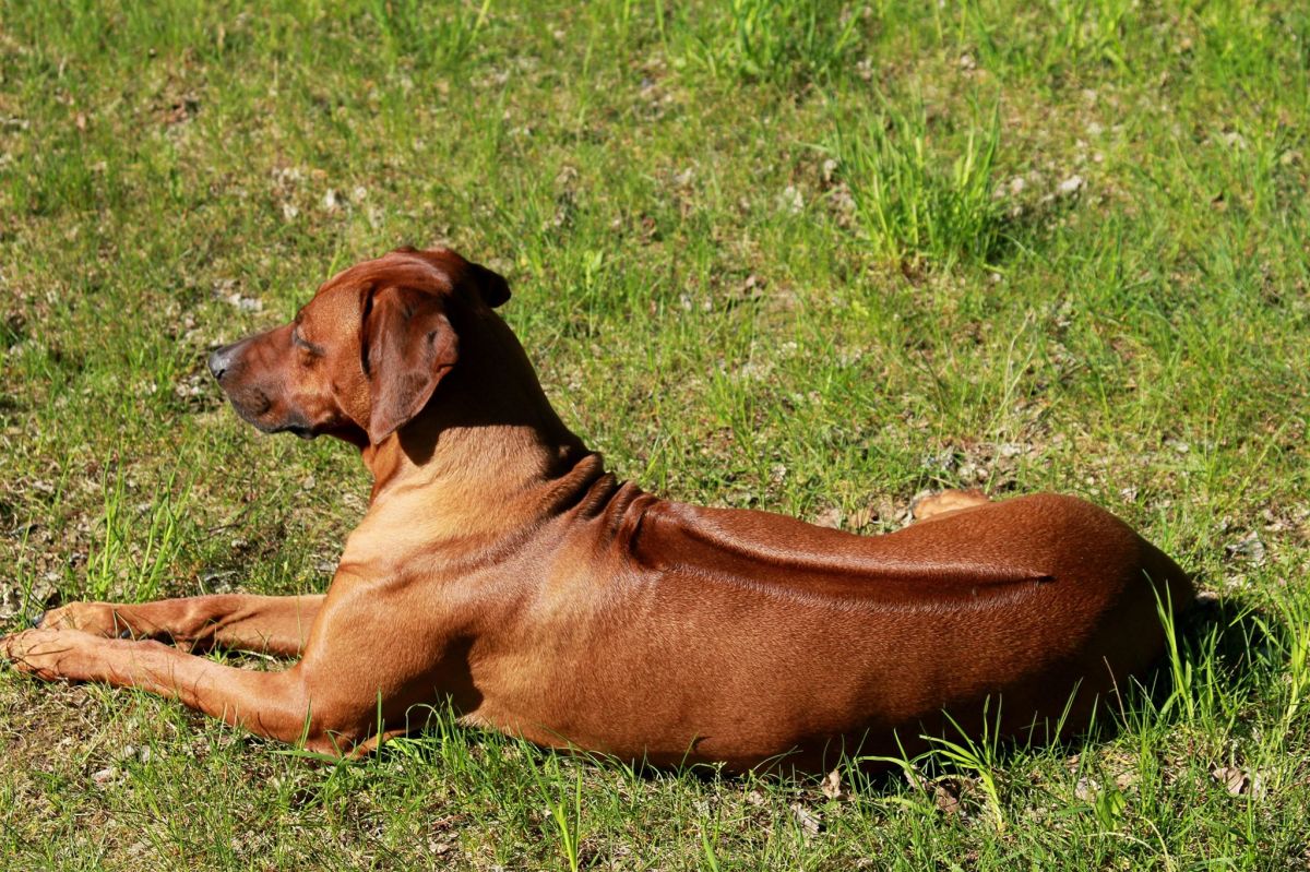 Rhodesian Ridgeback  MAGIJA AUKSINIS FENIKSAS   фото№2