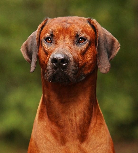 Rhodesian Ridgeback  YAW ADYUBA THE BEST OF BOTH WORLDS фото№2