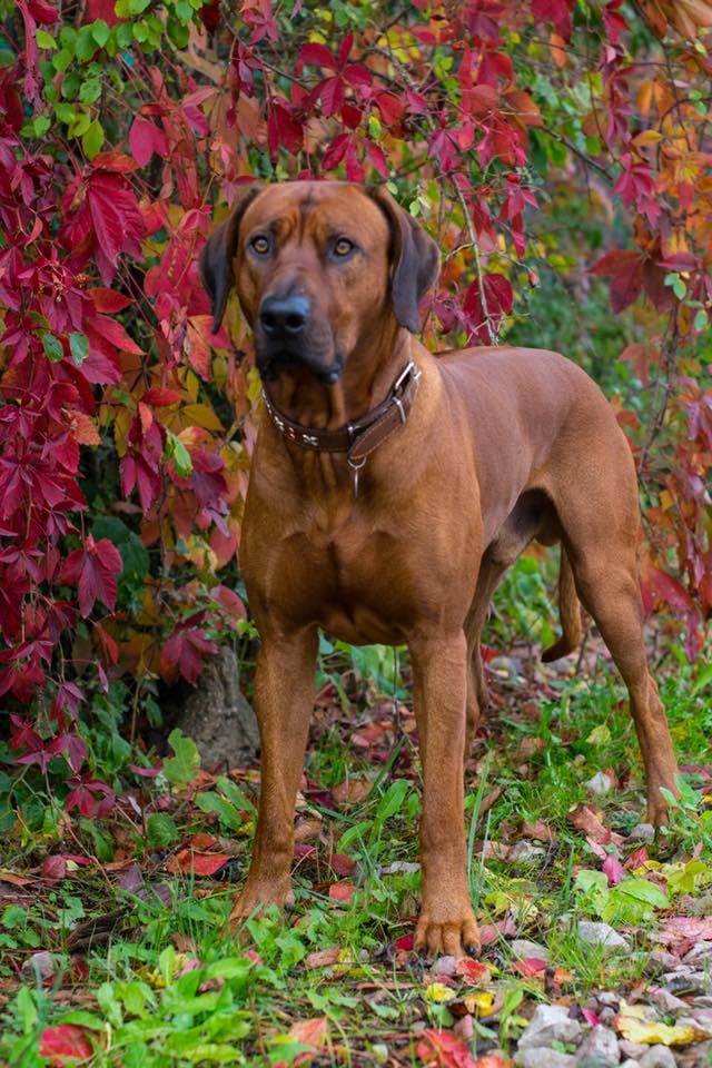 Rhodesian Ridgeback RIDGE`S STAR HAYDAR AMIN фото№3