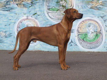 Rhodesian Ridgeback  AIDEN JIM BAWEAN‘S  фото№1