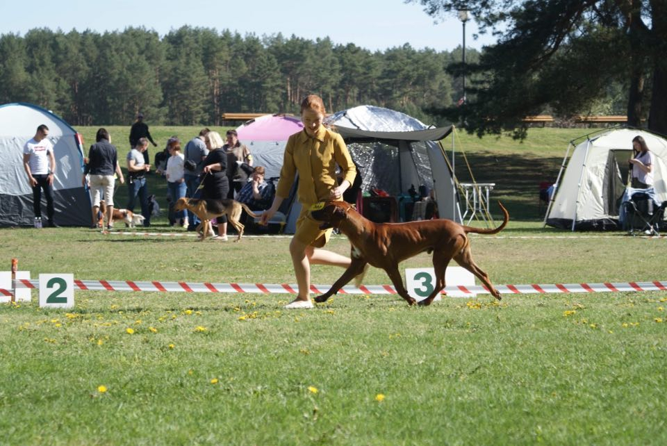 Rhodesian Ridgeback NEO MONTIS DI MAGIJA фото№1