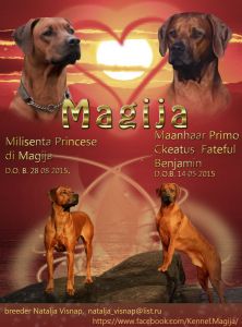 фото щенок Rhodesian Ridgeback 