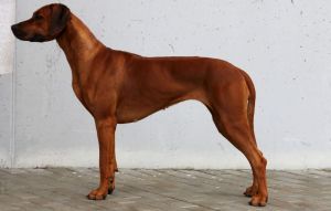 photo  NAIRA NTOMBI DI MAGIJA (LADY)  
