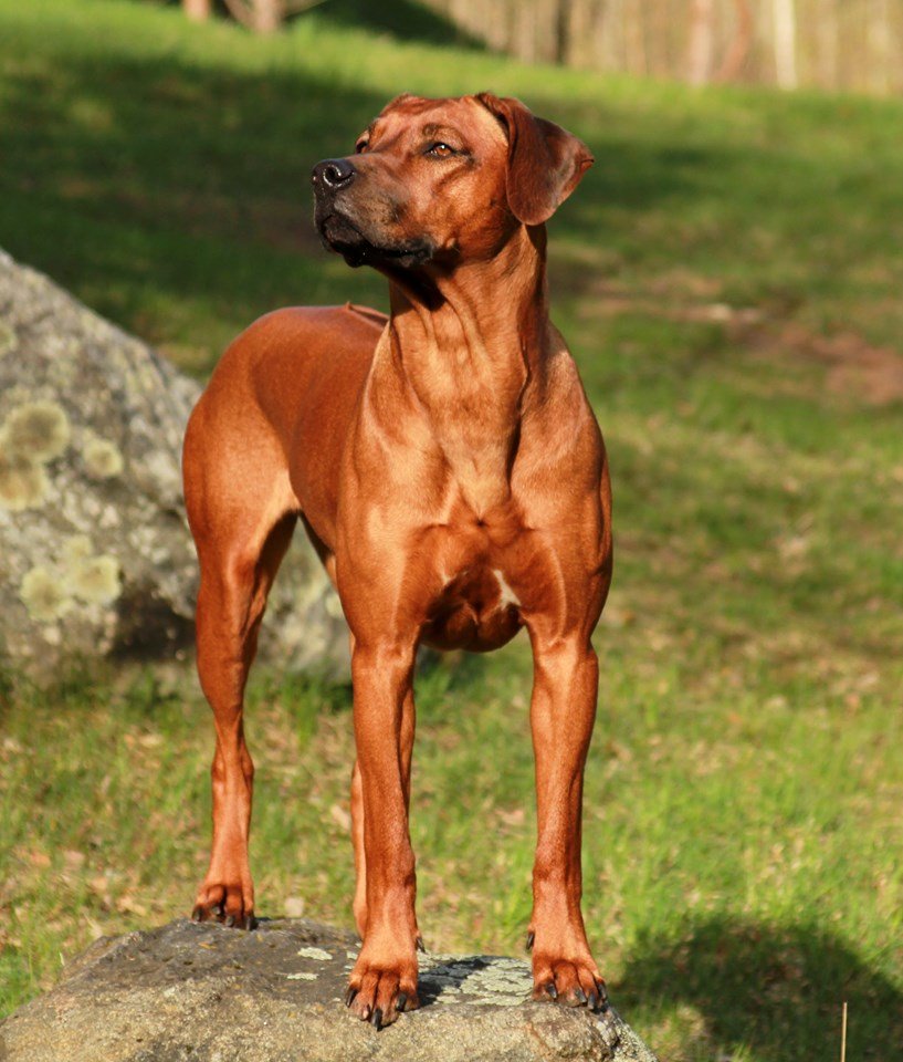 Rhodesian Ridgeback MILISENTA PRINCESE DI MAGIJA фото№1
