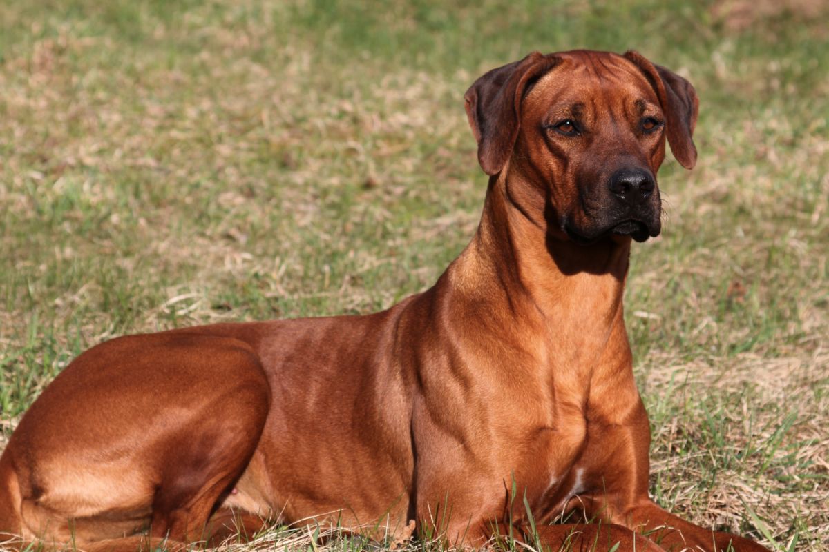 Rhodesian Ridgeback MILISENTA PRINCESE DI MAGIJA фото№2