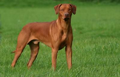 Rhodesian Ridgeback  AFRICAN BHANU  ZULU HILLVALLEY‘S   фото№1