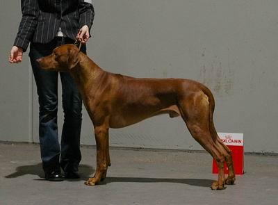 Rhodesian Ridgeback  AFRICAN BHANU  ZULU HILLVALLEY‘S   фото№3