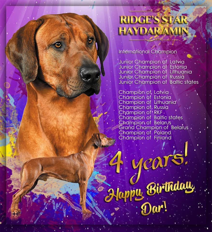 Rhodesian Ridgeback RIDGE`S STAR HAYDAR AMIN фото№2