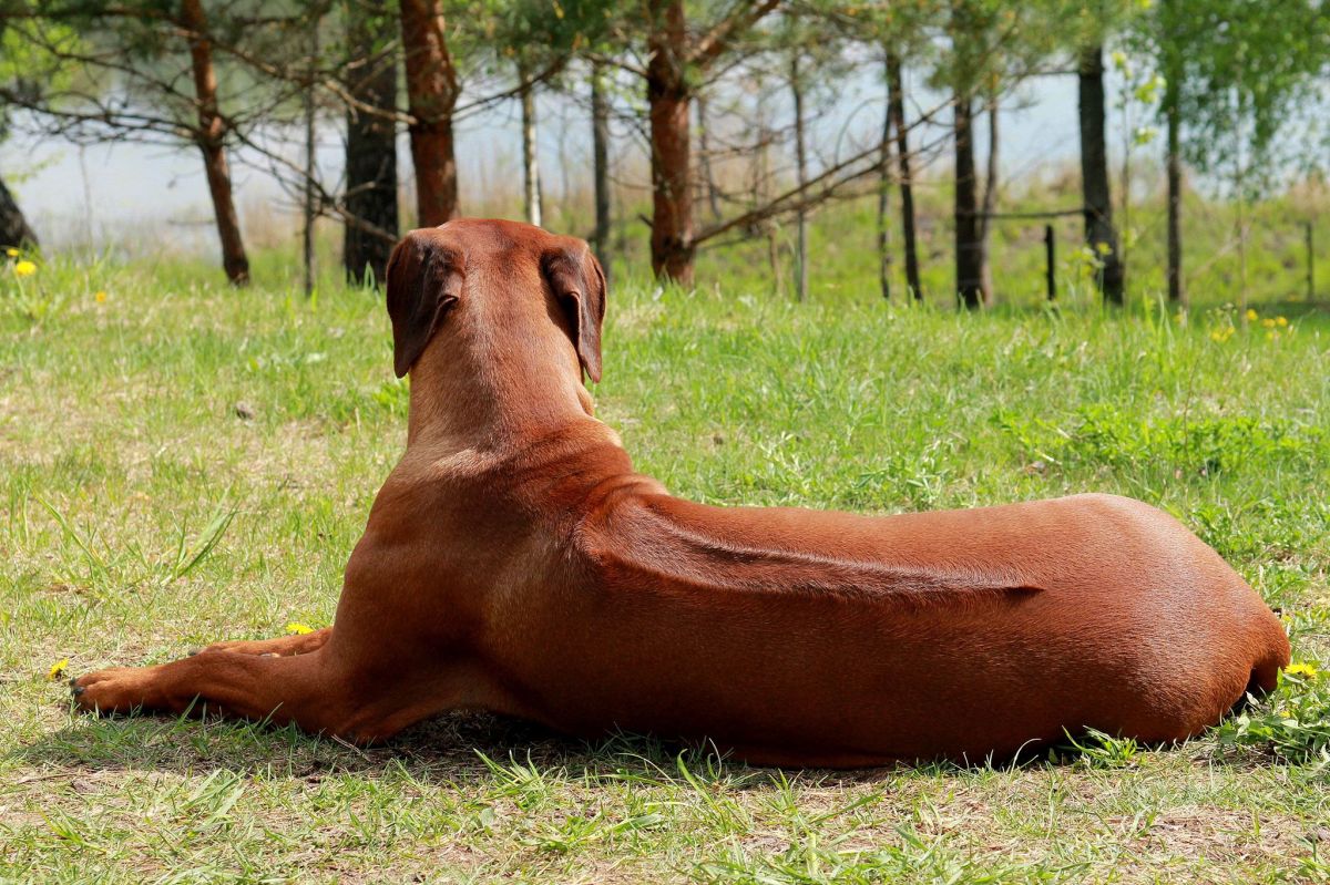 Rhodesian Ridgeback , photo 