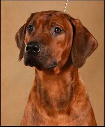 Rhodesian Ridgeback RIDGE`S STAR ERIKA фото№1
