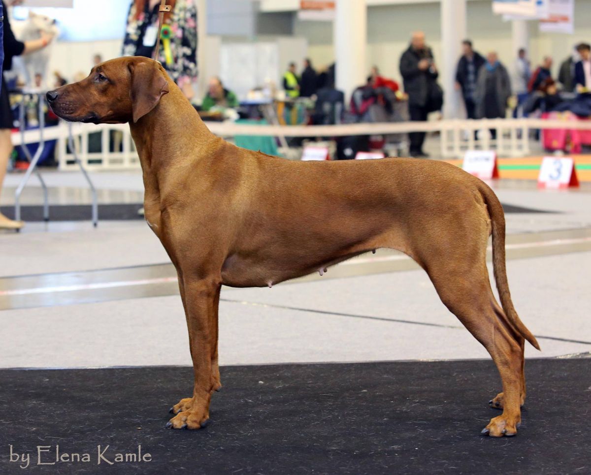Rhodesian Ridgeback  MAGIJA AUKSINIS FENIKSAS   фото№1