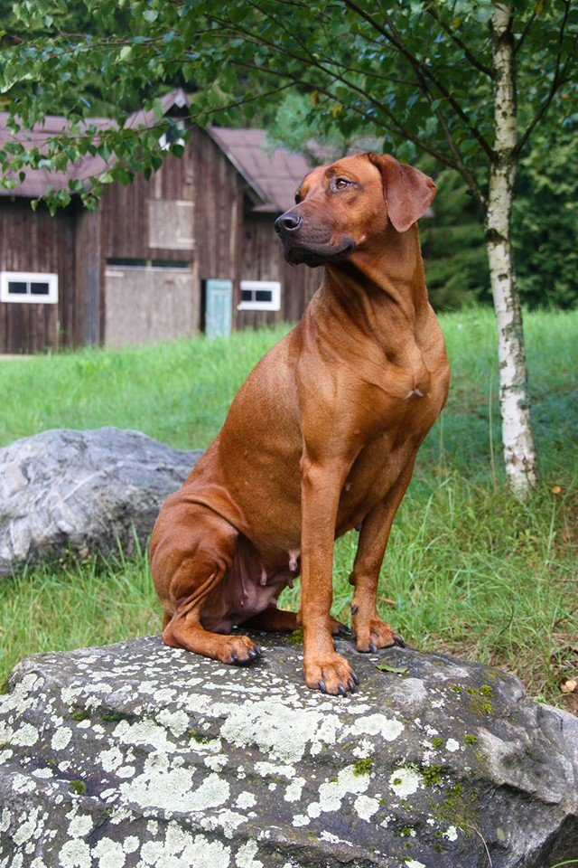 Rhodesian Ridgeback  MAGIJA AUKSINIS FENIKSAS   фото№3