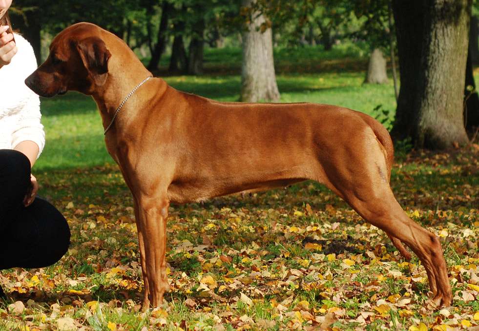 Rhodesian Ridgeback VIRTUOSITY AUKSINIS FENIKSAS фото№1