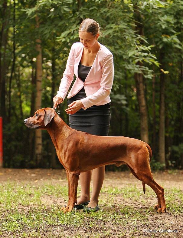 Rhodesian Ridgeback  YAW ADYUBA THE BEST OF BOTH WORLDS фото№1